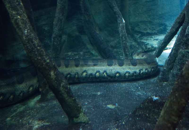 La anaconda más grande