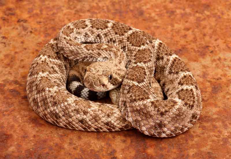 Las serpientes más venenosas de México 