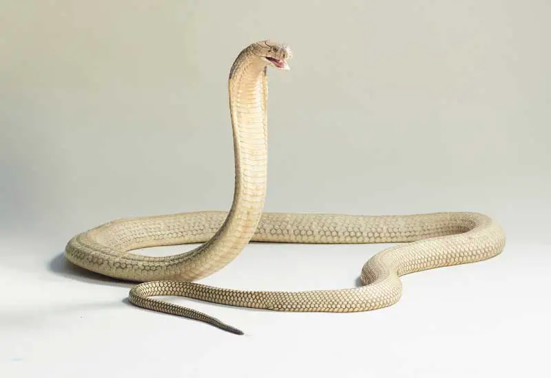 Serpientes más peligrosa de Asia 