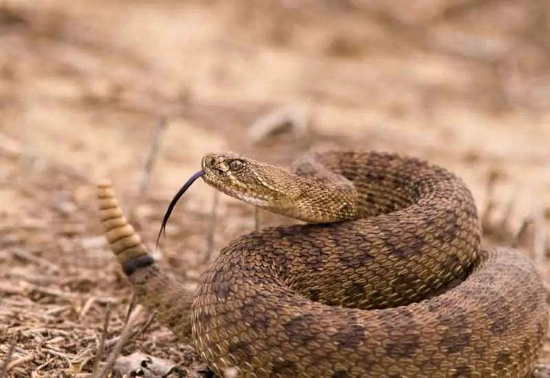 las 10 serpientes más venenosas de América