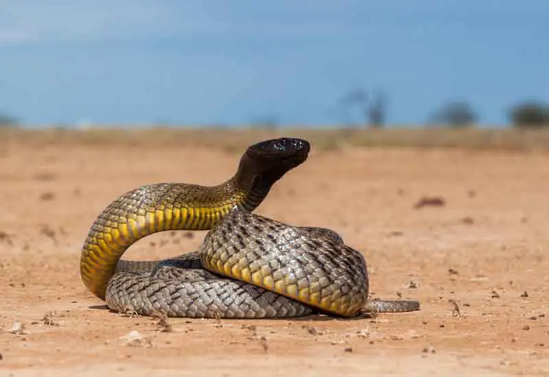 las serpientes más venenosas de Australia