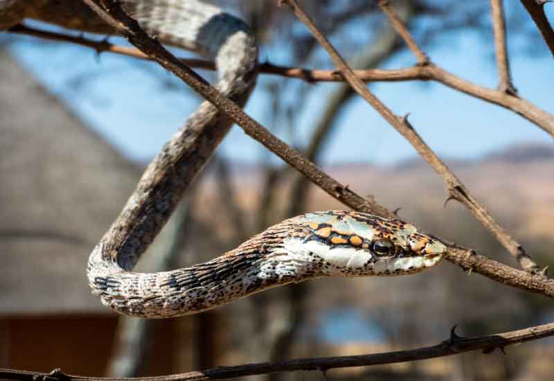 serpientes más venenosas en Sudáfrica 