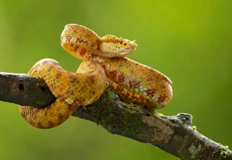 Serpientes venenosas en Colombia