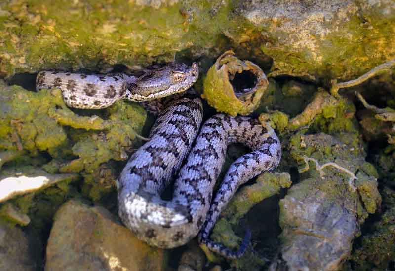 Serpientes peligrosas en España