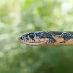 Serpientes Españolas