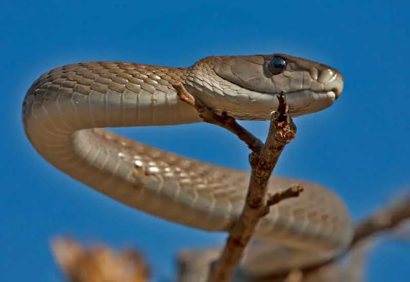Las serpientes más venenosas de África
