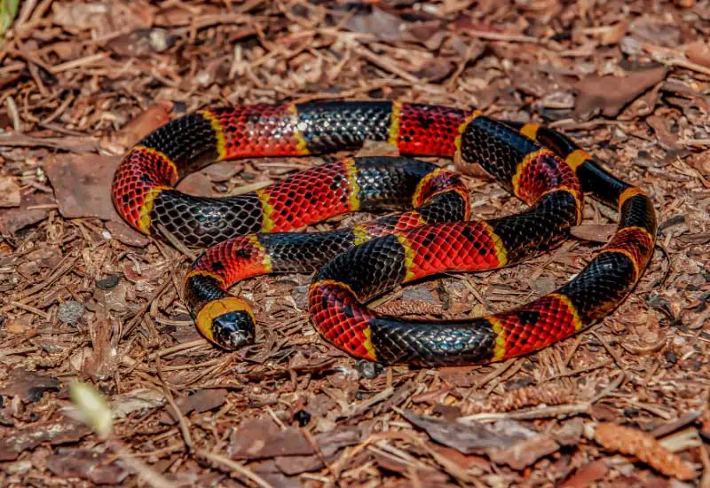 cordura Electricista Pesimista ▷ Serpientes más venenosas de Colombia-【 Datos 】