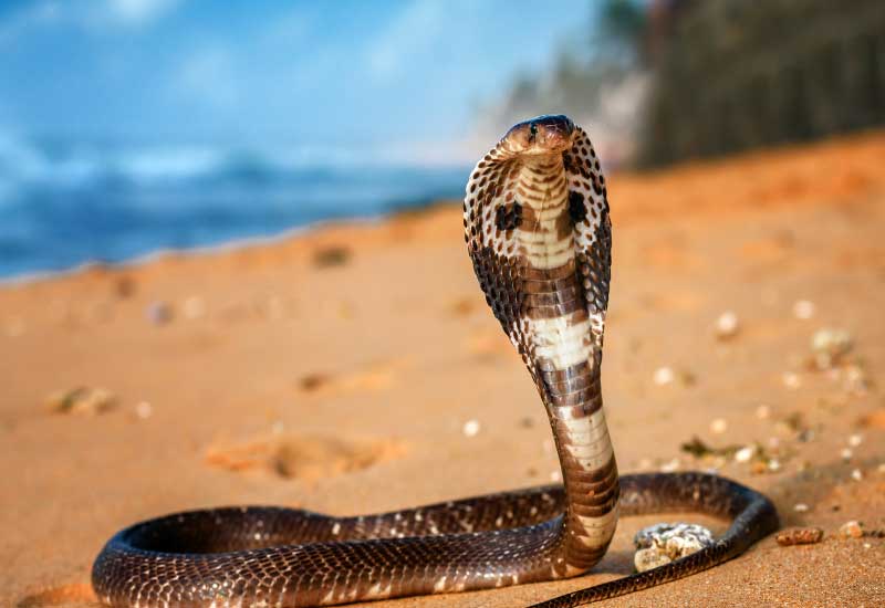 serpientes venenosas en India