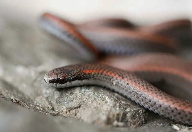 Serpientes en Chile