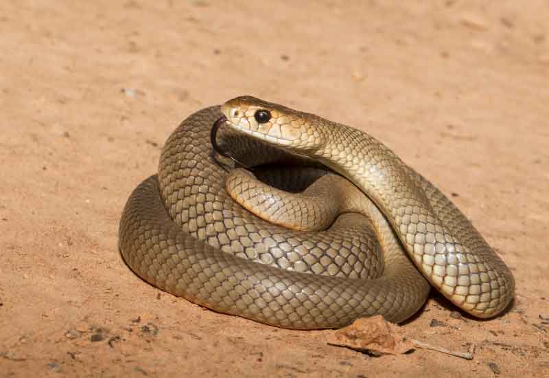 La tercera serpiente más venenosa