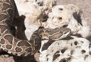 serpientes Argentinas