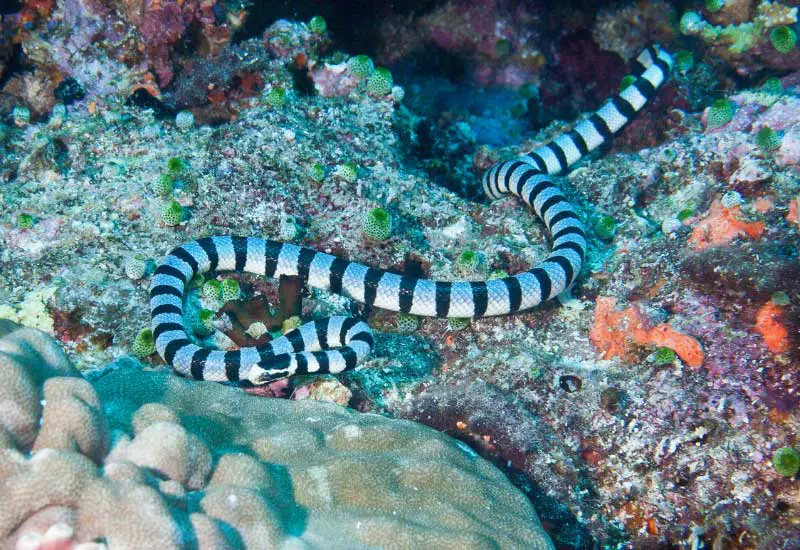Serpientes marinas