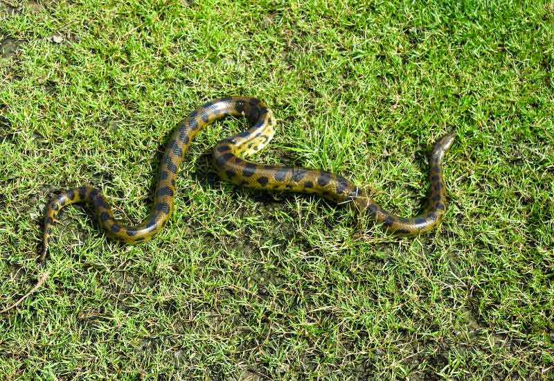 Anaconda Boliviana