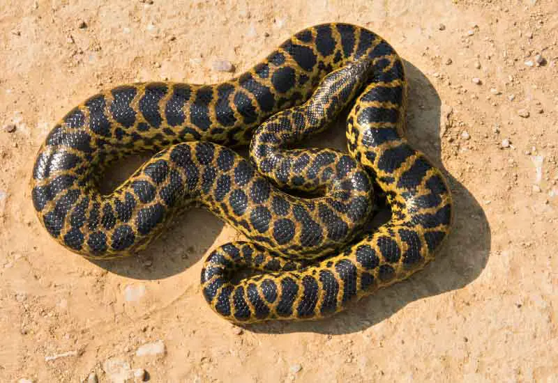 Anaconda Amarilla