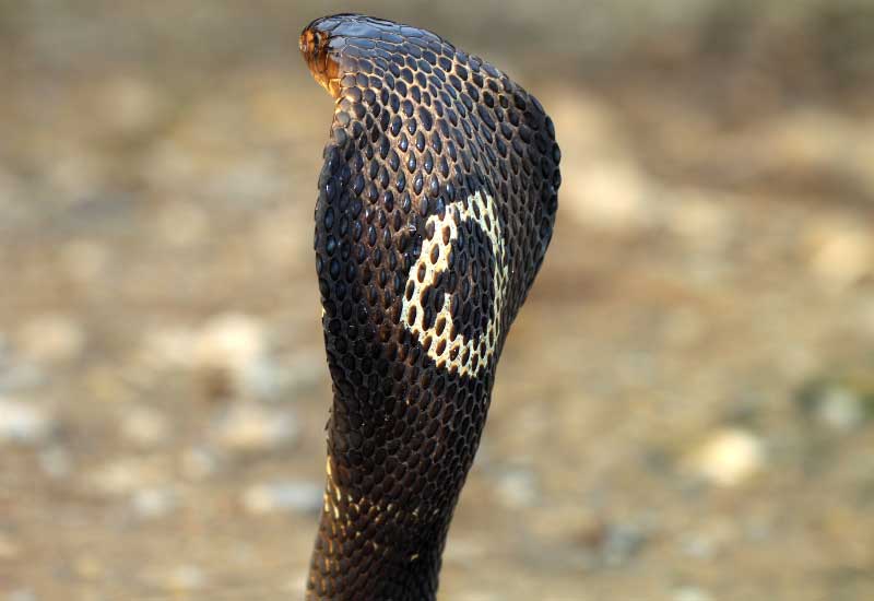 Cobra de Monóculo