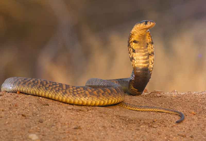 Cobra Egipcia 
