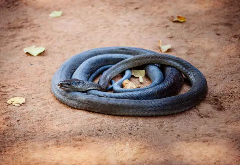 La serpiente mamba negra