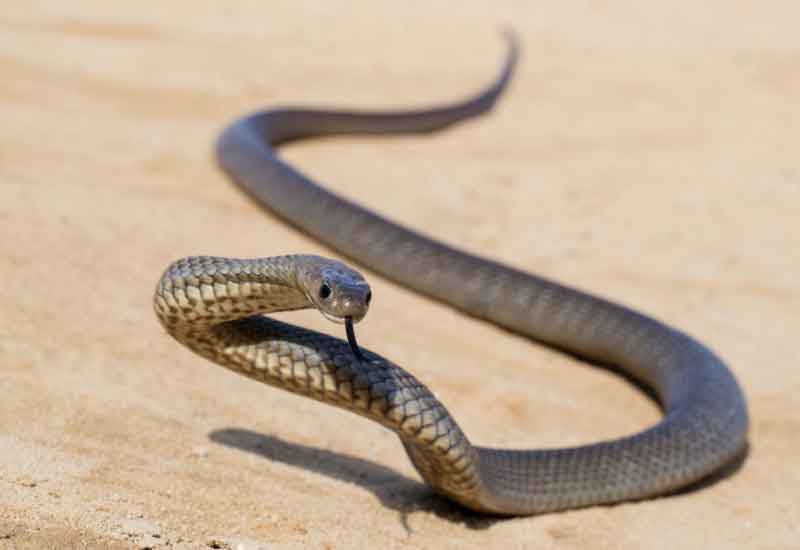 Serpiente Marrón Oriental - Veneno