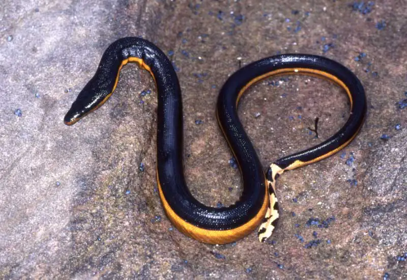 Serpiente marina amarilla