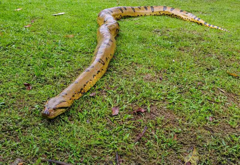 anaconda paraguaya 