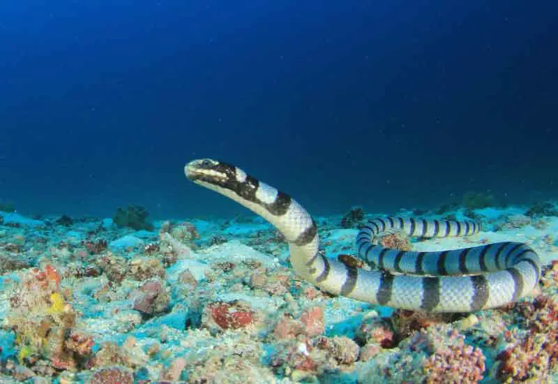 Serpiente marina picuda