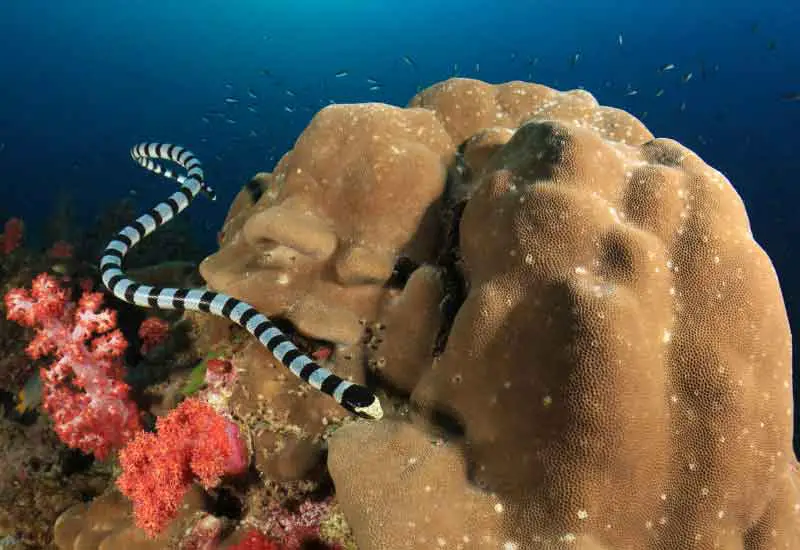Serpiente de mar picuda 