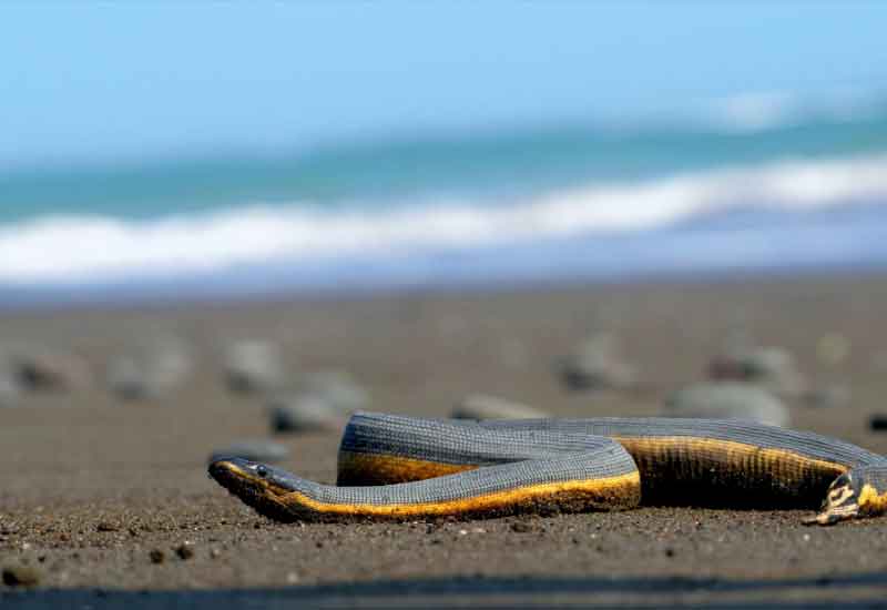 Serpiente marina de vientre amarillo 