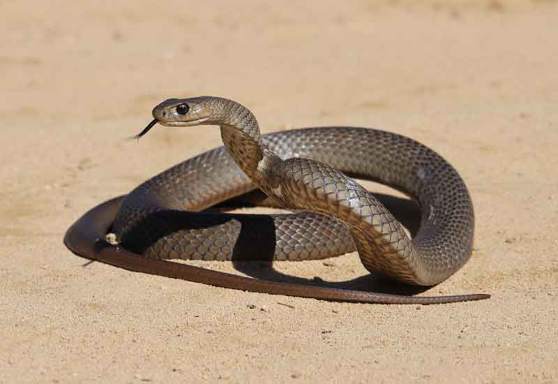Serpiente marrón común