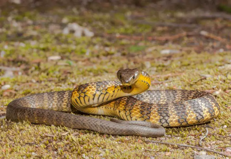 Serpiente más venenosas del mundo