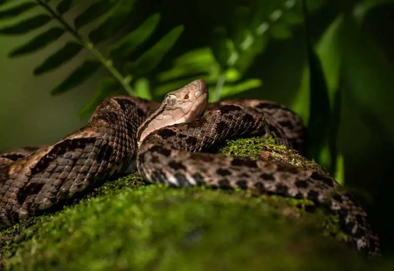Serpientes venenosas de Costa Rica