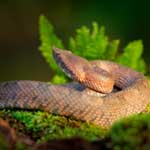 Serpientes venenosas de Costa Rica