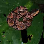 serpientes de Costa Rica
