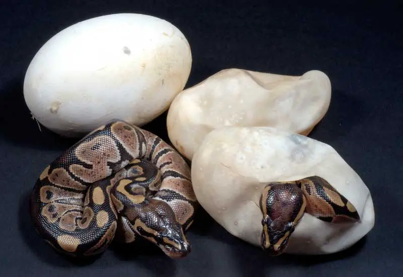 Huevos de serpientes