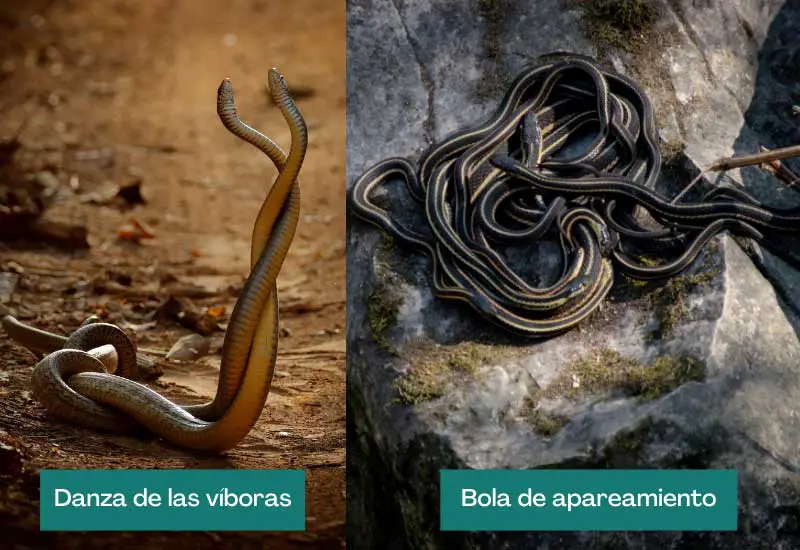 Reproducción de serpientes