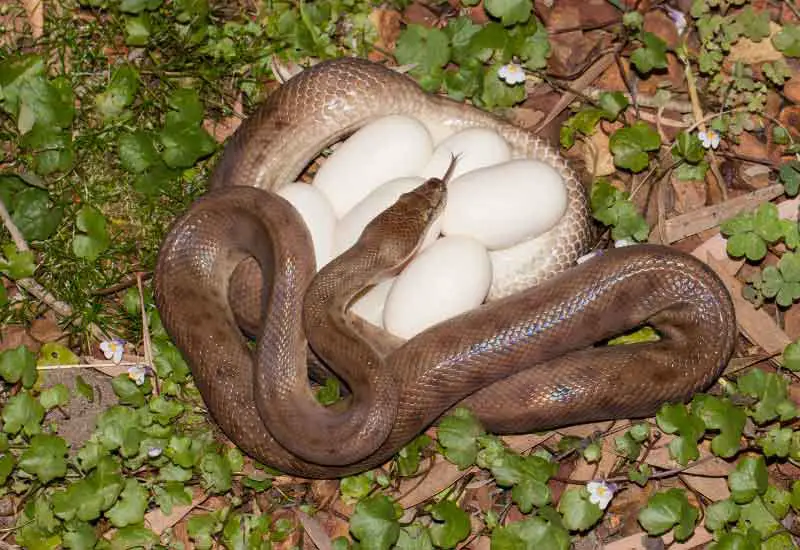 Cómo se reproducen las serpientes