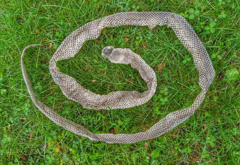Por Qué Las Serpientes Cambian De piel y Cada Cuanto