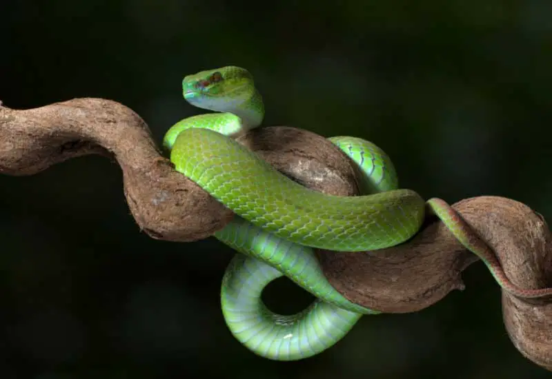 cuánto tiempo viven las serpientes
