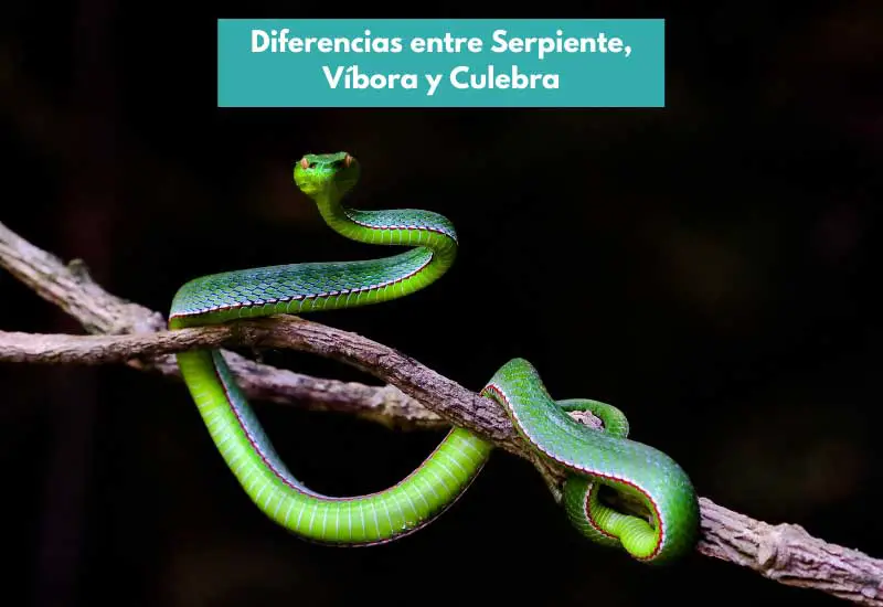 Diferencias entre Serpiente, Víbora y Culebra