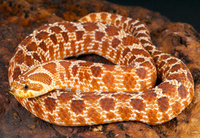 Serpientes sin veneno más bonitas
