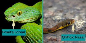 Identicar si una serpiente es venenosa